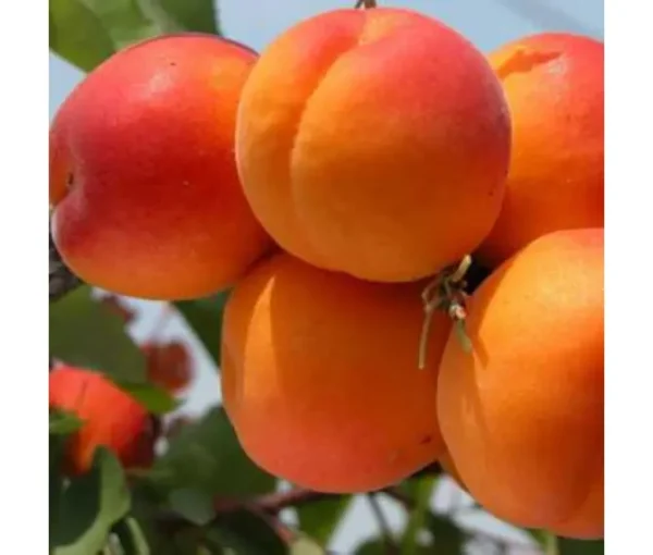 Гібрид "Королівський Дисерт"(схрещений:персик-абрикос)