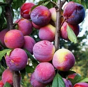 Гібрид “Медіна”( Гібрид "Медіна"(схрешені:(слива-абрикос колона)