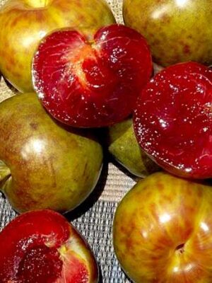 Гібрид “Плуот” Гібрид "Плуот"(схрешені:слива-абрикос)