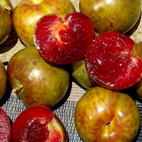 Гібрид “Плуот” Гібрид "Плуот"(схрешені:слива-абрикос)