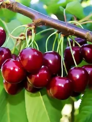 Гібрид “Сережки Патриції” Гібрид "Сережки Патриції"(схрещені:черешня-вишня)