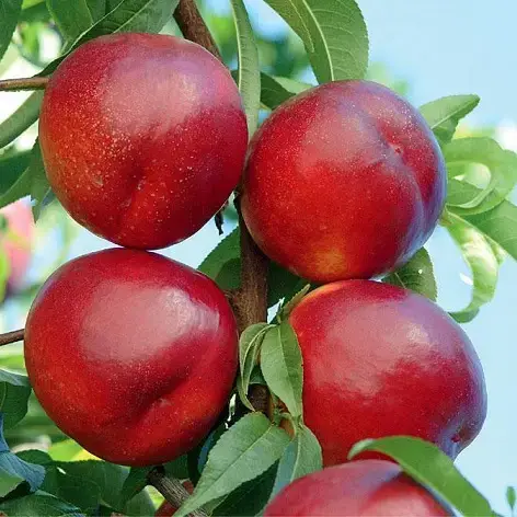 Гібрид "Сливовий нектарин"(схрещене:слива-персик)