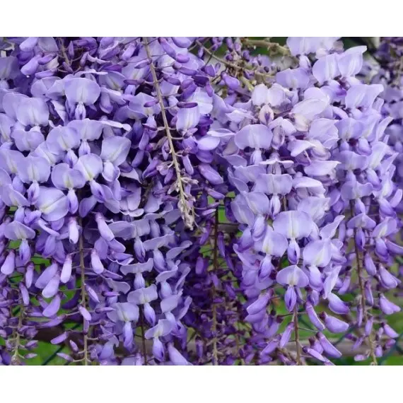 Гліцинія фіолетова