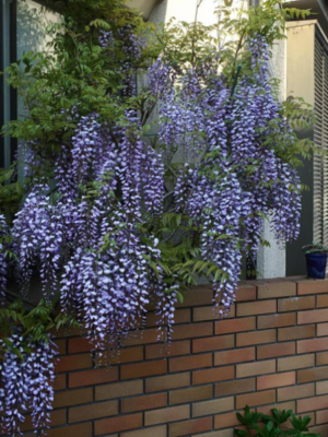 Гліцинія синя “Аватар” Гліцинія синя "Аватар"