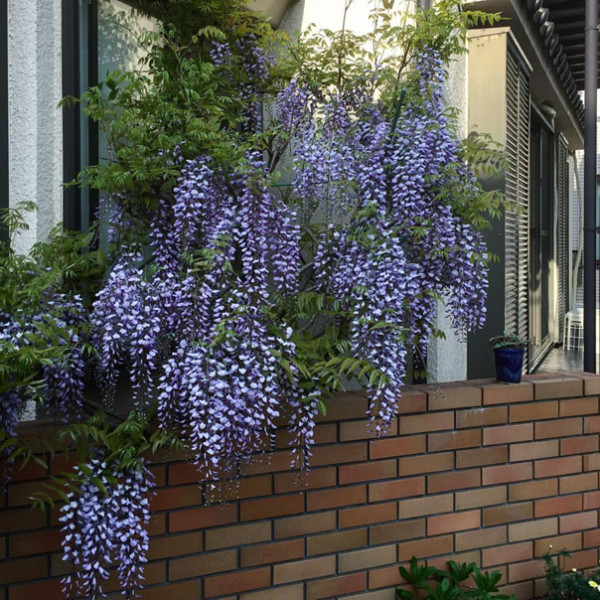 Гліцинія синя “Аватар” Гліцинія синя "Аватар"