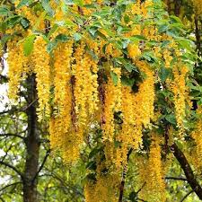 Гліцинія жовта “Промінчики сонця” Гліцинія жовта "Промінчики сонця"