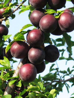 Алича Глобус