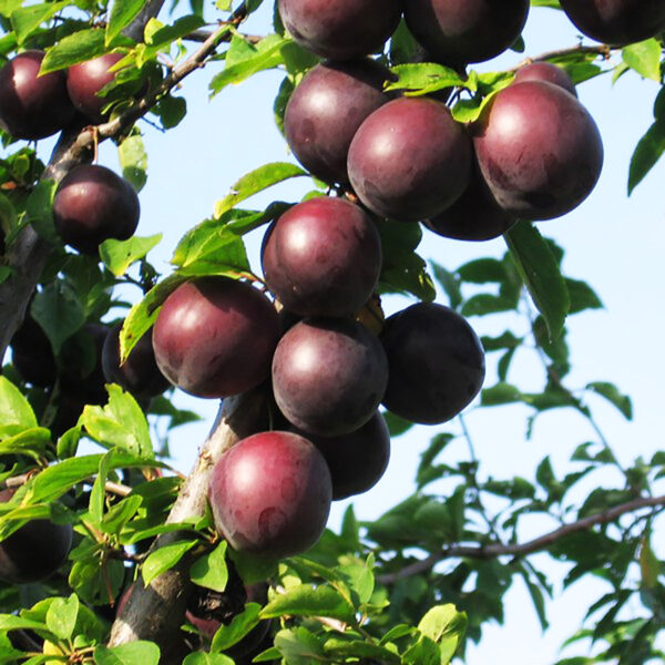 Алича Глобус