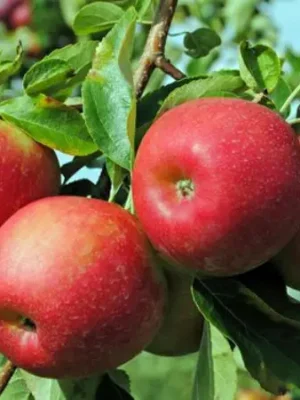 Саджанці яблуні "Горець" (Джонагоред)