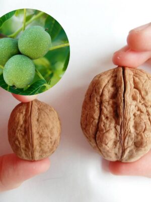 Горіх "Буковинська бомба", саджанці дворічні