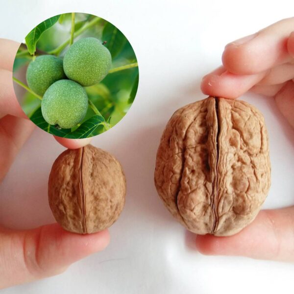 Горіх "Буковинська бомба", саджанці дворічні