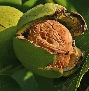 Горіх "Гігант"