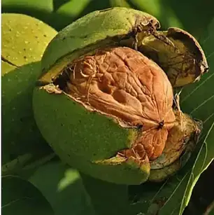 Горіх "Гігант"