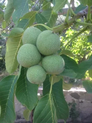 Горіх "Кочерженко", саджанці дворічні