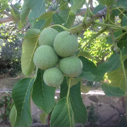 Горіх "Кочерженко", саджанці дворічні