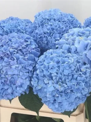 Гортензія Блакитна Лагуна ВОЛОТИСТА