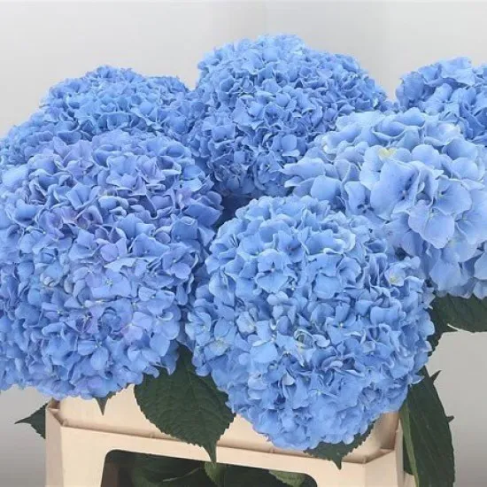 Гортензія Блакитна Лагуна ВОЛОТИСТА