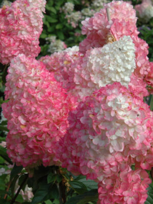 Гортензія Гортензія Ванілла Фрейз ВОЛОТИСТА