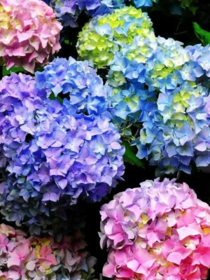 Гортензія Хамелеон широколистна