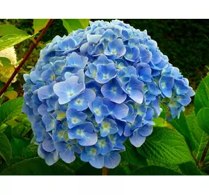 Гортензія Нігра широколистна Гортензія Нігра широколистна