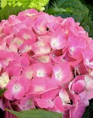 Гортензія Вічне літо широколистна