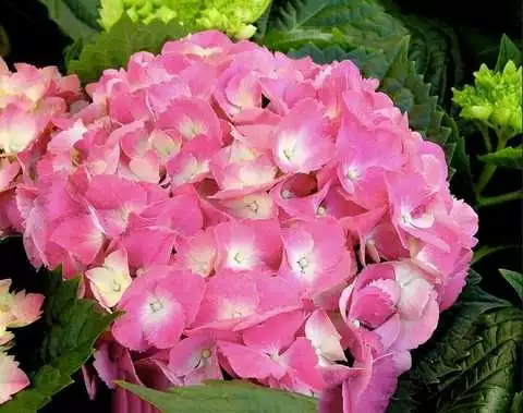 Гортензія Вічне літо широколистна