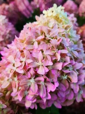 Гортензія волотиста Піксіо