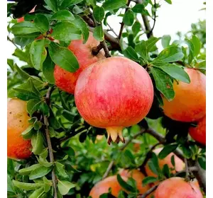 Гранат "Грецька Любов" Саджанці дворічні