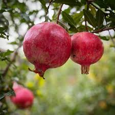 Гранат «Гюлейша червона»