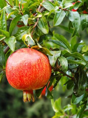 Гранат "Кримський Смугастий"  Саджанці дворічні