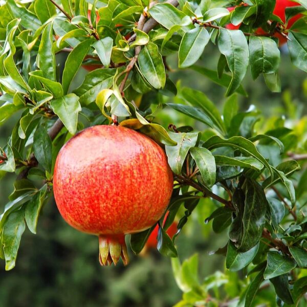 Гранат "Кримський Смугастий"  Саджанці дворічні