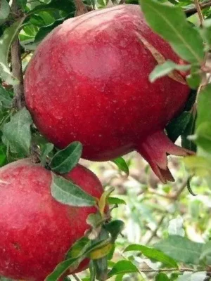 Гранат рубіново-червоний "Грінго"