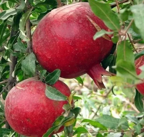 Гранат рубіново-червоний "Грінго"