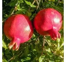 Гранат "Шарай" Саджанці дворічні