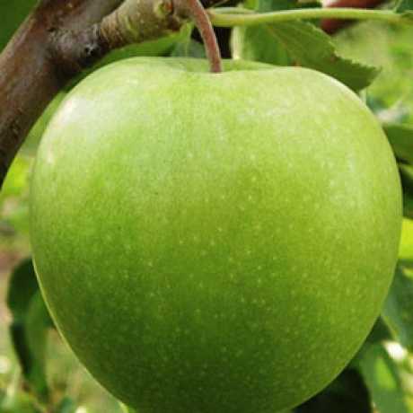 Яблуня "Грані Сміт", пізній сорт