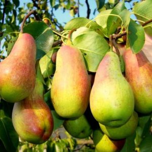 Груша “Анджеліс” Груша "Анджеліс"(пізній сорт-зимній)