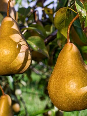 Груша Бера Бокс Груша Бера Бокс