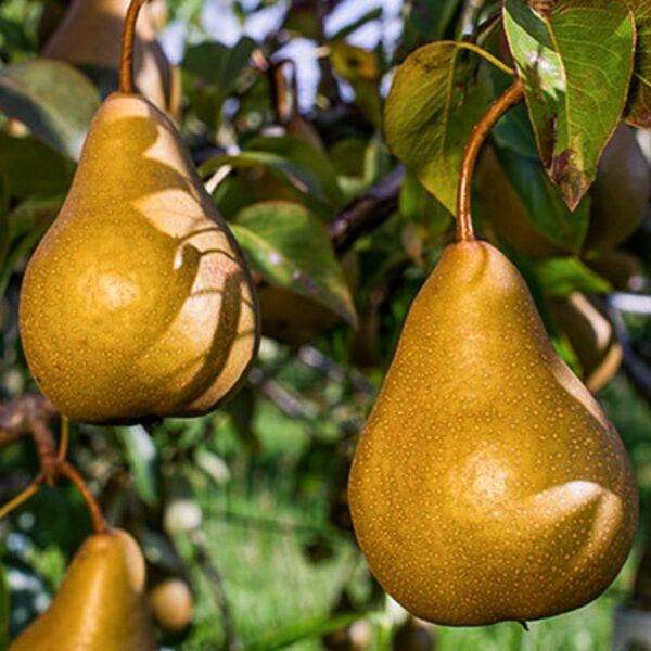 Груша Бера Бокс