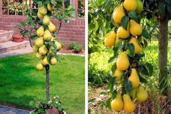 Груша Богатир колона, середньостиглий