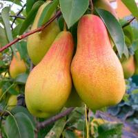 Груша “Циганочка” Груша "Циганочка"Саджанці дворічні (Сорт ранній)