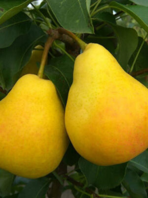 Груша Декора колоновидна Груша Декора колоновидна Саджанці дворічні