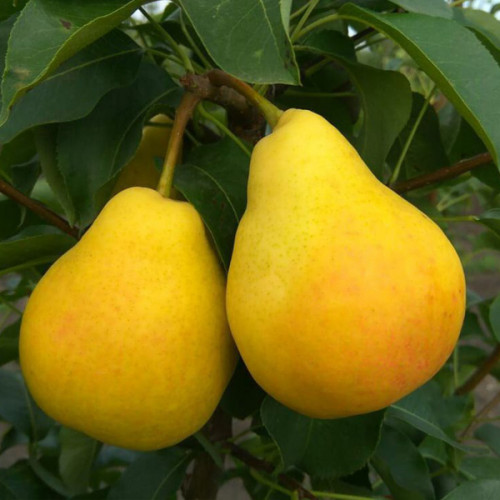 Груша Декора колоновидна Саджанці дворічні