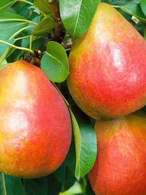 grusha-dikolor1 Груша "Диколор"(сорт пізній-зимовий)