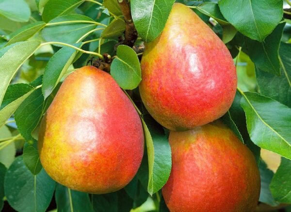 grusha-dikolor1 Груша "Диколор"(сорт пізній-зимовий)