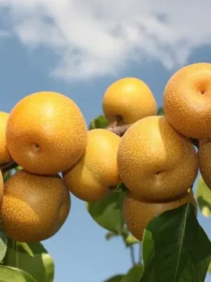 Груша "Хосу Азійська" Саджанці дворічні