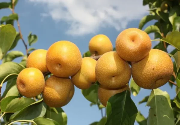 Груша "Хосу Азійська" Саджанці дворічні