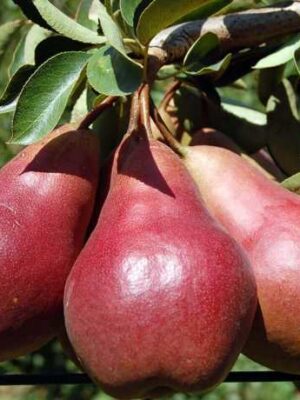 Груша “Кармен” Груша "Кармен"(сорт ранній)