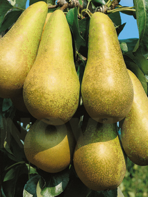 Груша Конференція