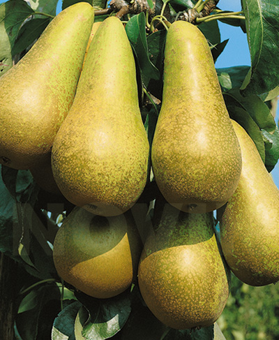 Груша Конференція