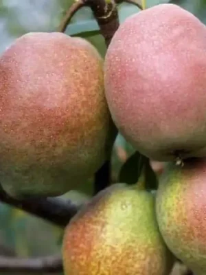 Груша “Киргизка зимня” Груша "Киргизка зимня" Саджанці дворічні